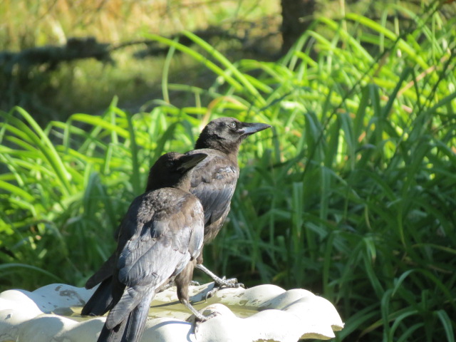 Crows