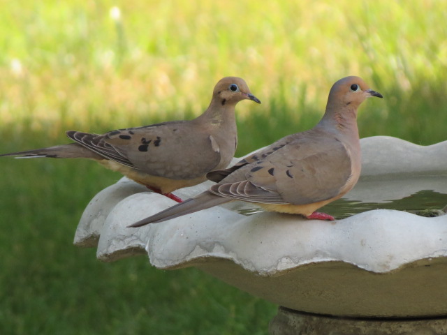 Mourning Doves