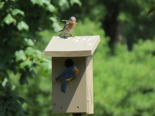 Male Eastern Bluebird at the entrance, Female on rooftop