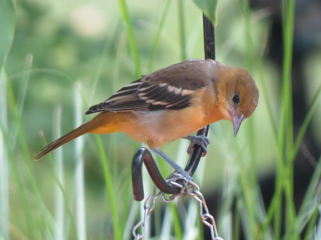 Baltimore Oriole sitting just above the grape jelly feeder