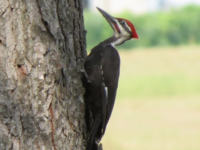 Beautiful Pileated Woodpecker!!