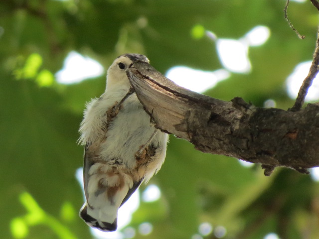 White-breasted Nuthatch searching for food in one of our trees.