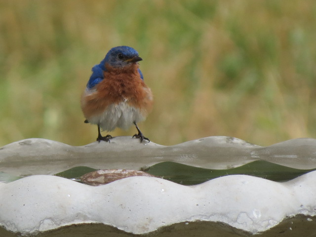 Eastern Bluebird (male)