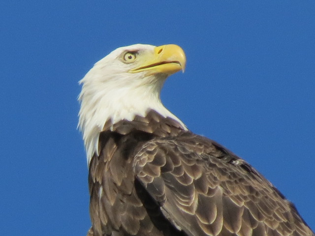 Rewarded this morning....the Crows told us something was up & sure enough it was!! A Bald Eagle was perched tree top looking over our yard!!