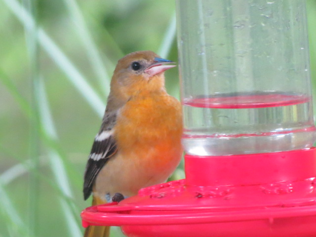 Baltimore Oriole enjoying the nectar at our feeder