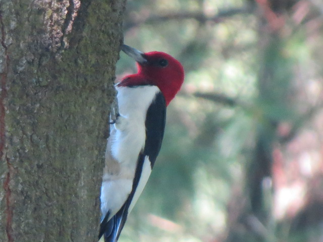 Red-headed Woodpecker