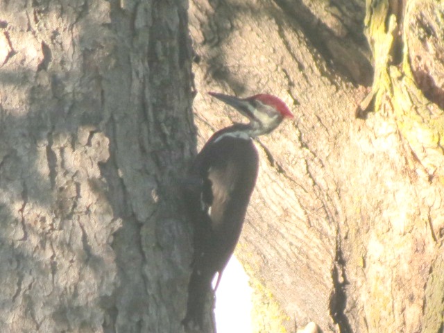 Beauty Pileated Woodpecker!