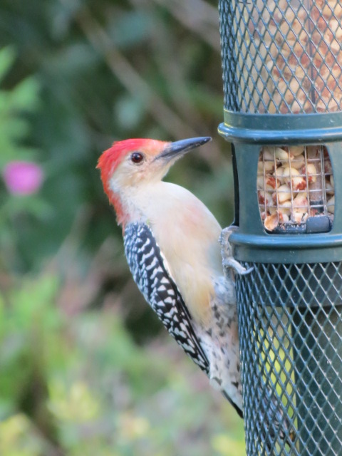 Red-bellied Woodpecker enjoying the Squirrel Buster peanut feeder!