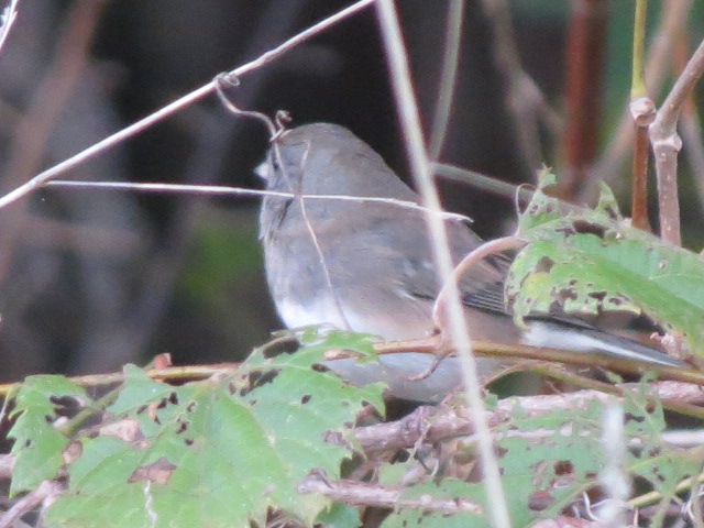 Dark-eyed Junco at Fanshawe Pioneer Village
