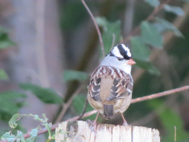 White-crowned Sparrow....what a cutie!!