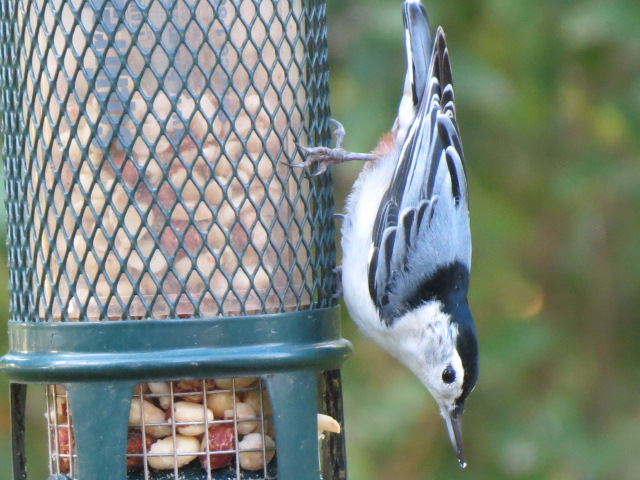 Adorable White-breasted Nuthatch loving our peanut feeder a few days ago!!