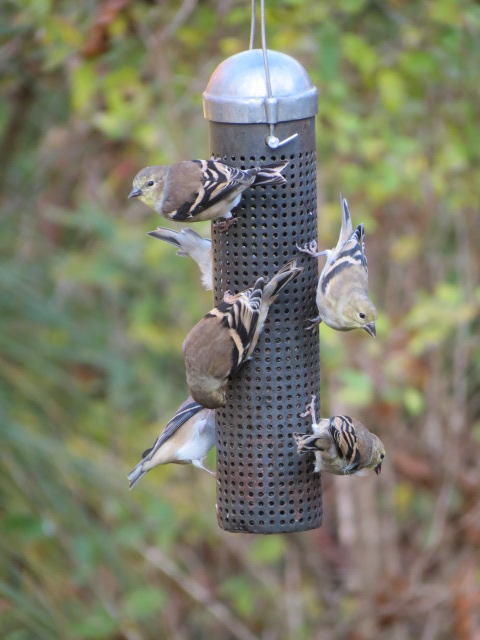 American Goldfinches lovin' the Nyjer Seed!!