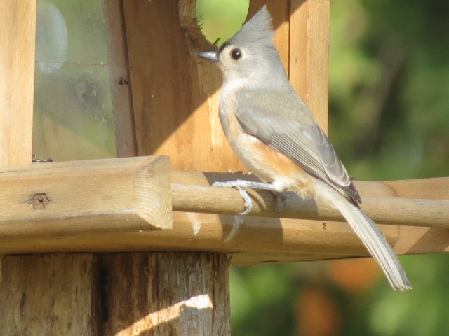 Lovely Tufted Titmouse!