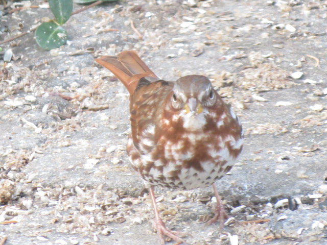 Beautiful Fox Sparrow