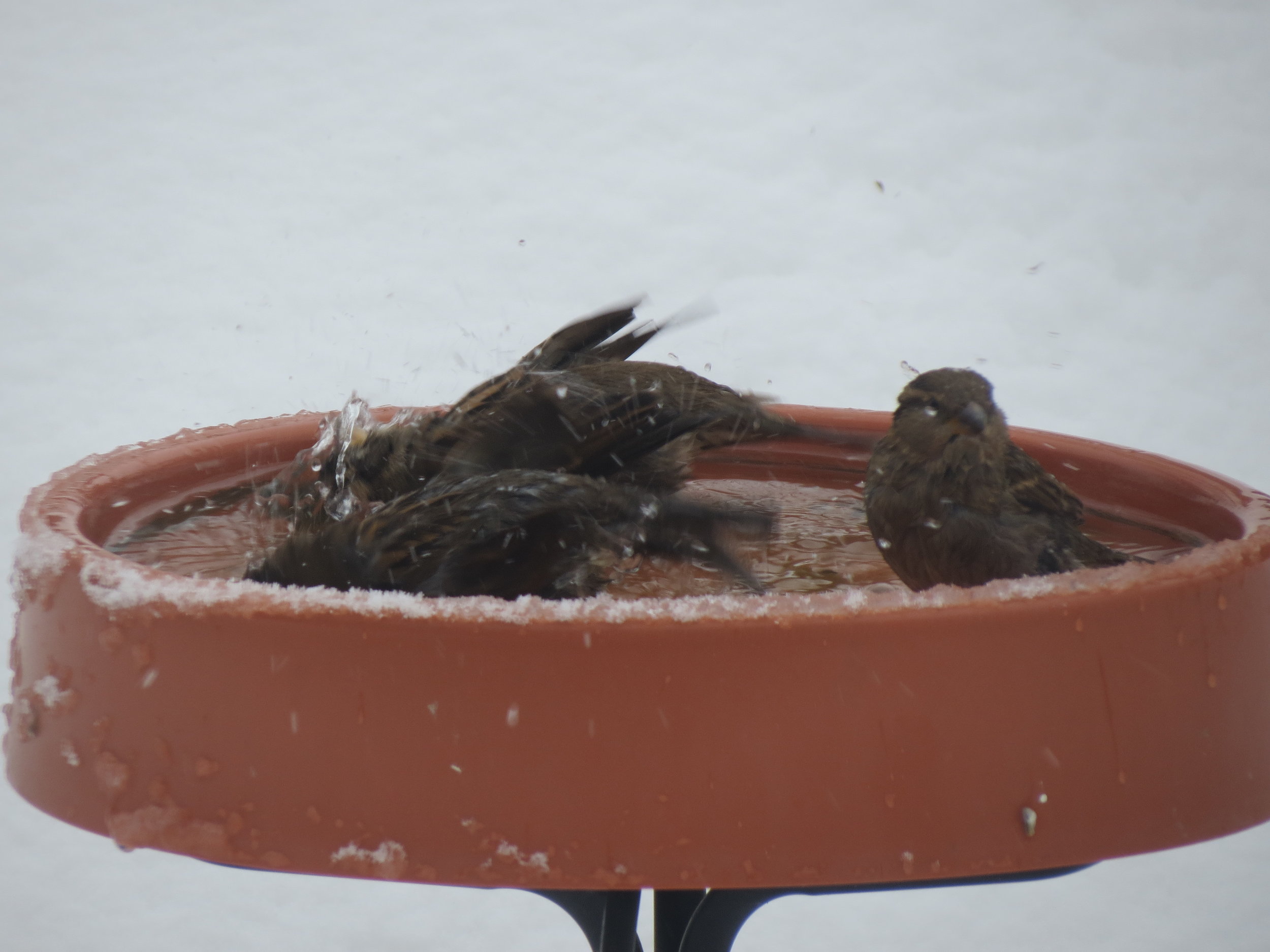 Heated Birdbath in our Garden!