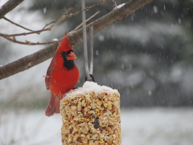 Male Cardinal enjoying the Peanut Log!