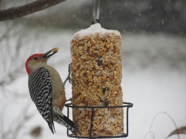 Red-bellied Woodpecker has his prize!