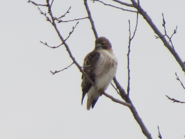 Beautiful Red-tailed Hawk