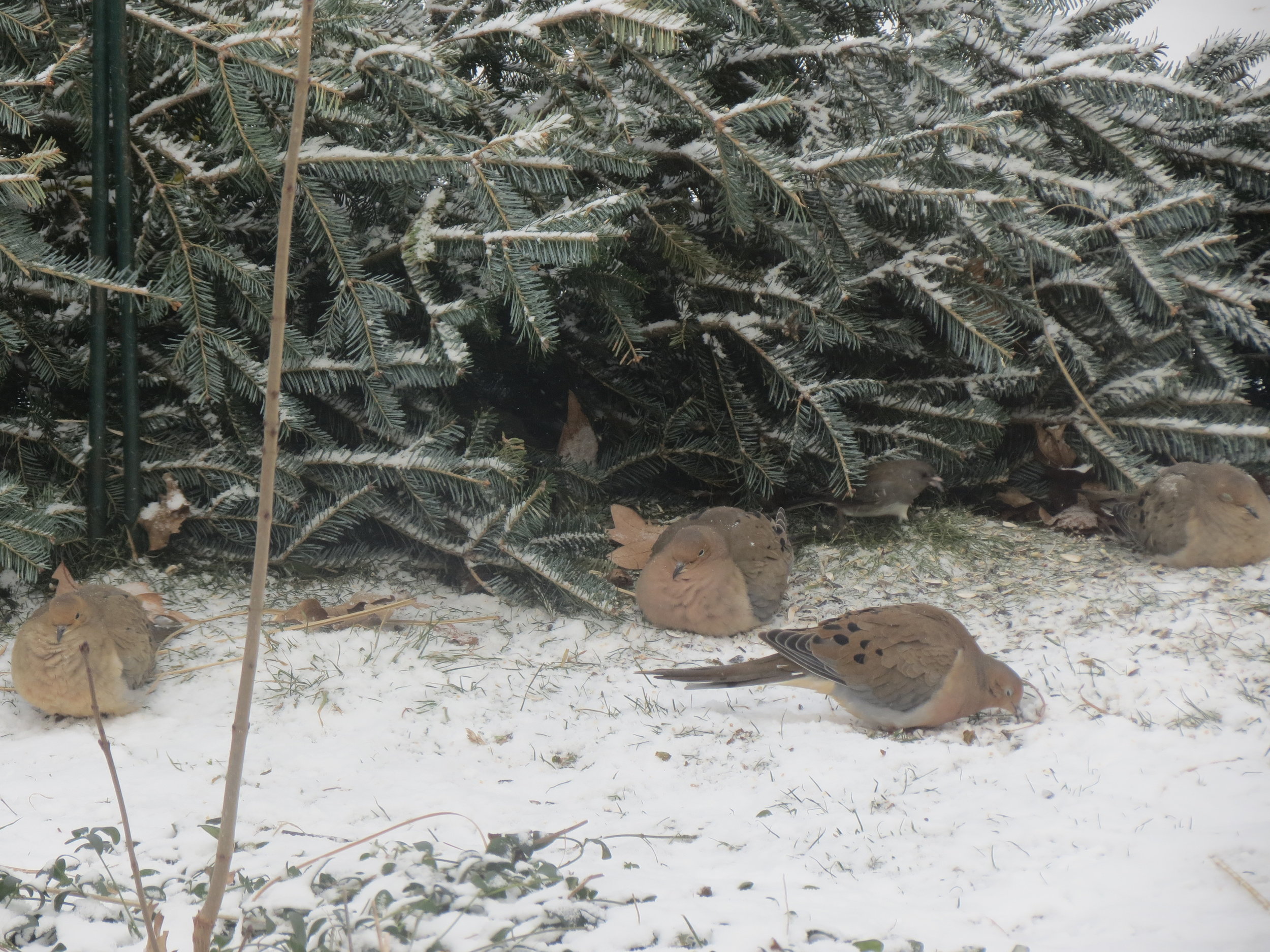 Mourning Doves enjoying protection from our tree that was placed near our feeders