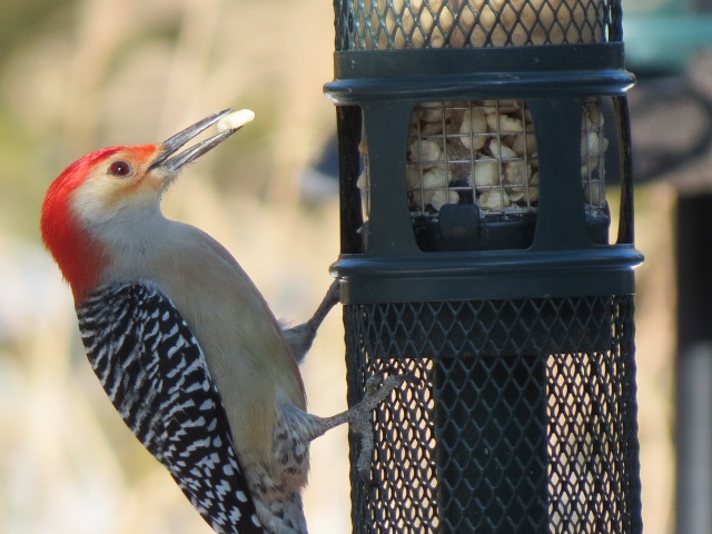 M ale Red-bellied Woodpecker on our Squirrel Buster a few days ago.