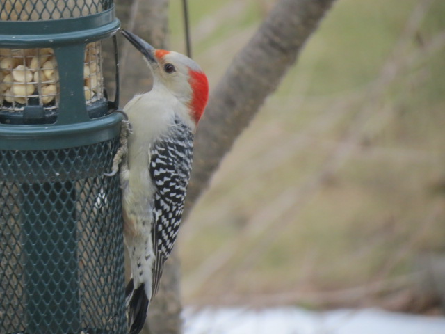 Lovely F Red-bellied Woodpecker enjoying the Squirrel Buster (yesterday) as it swayed in the wind!