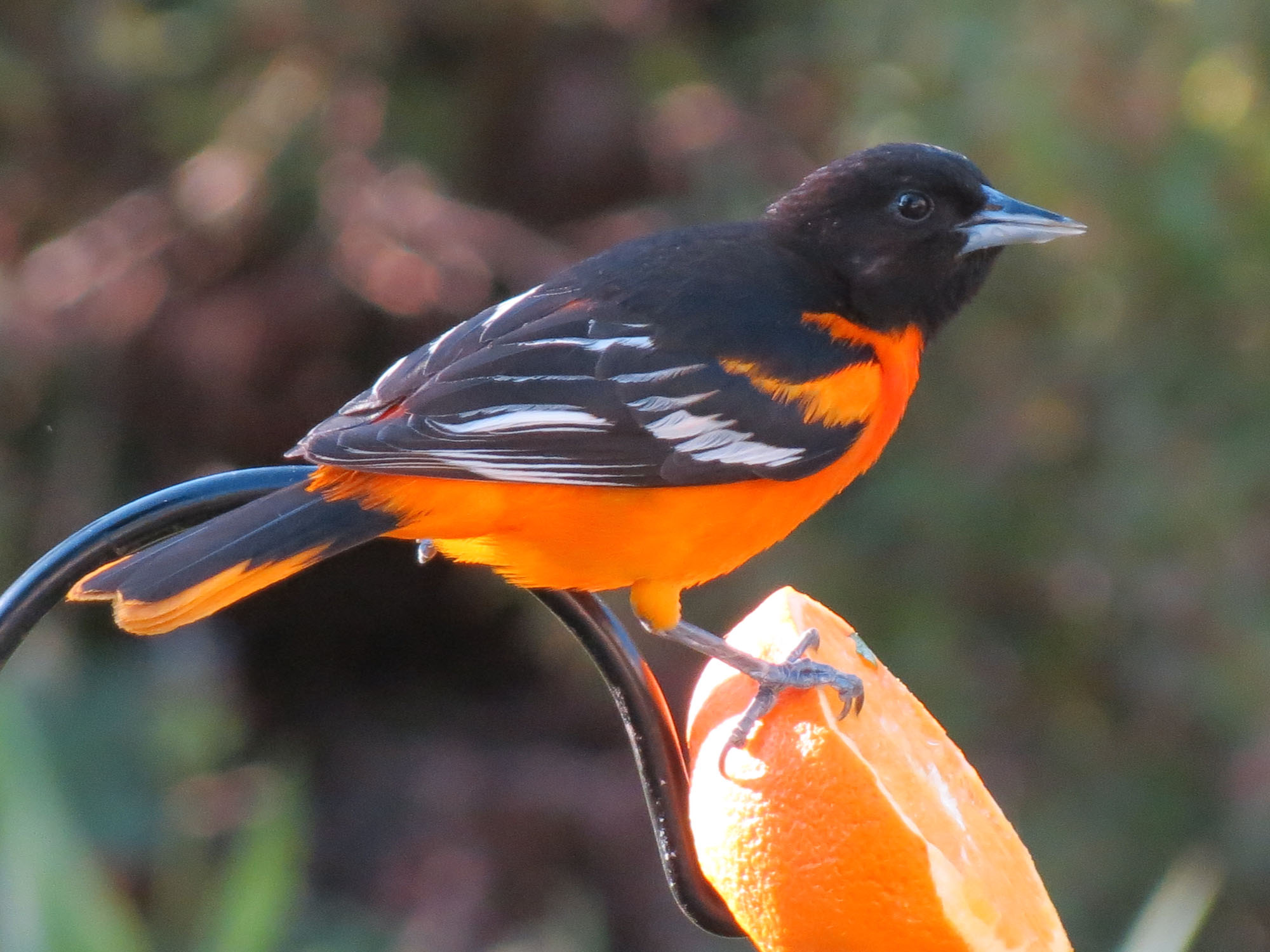 Gorgeous male Baltimore Oriole