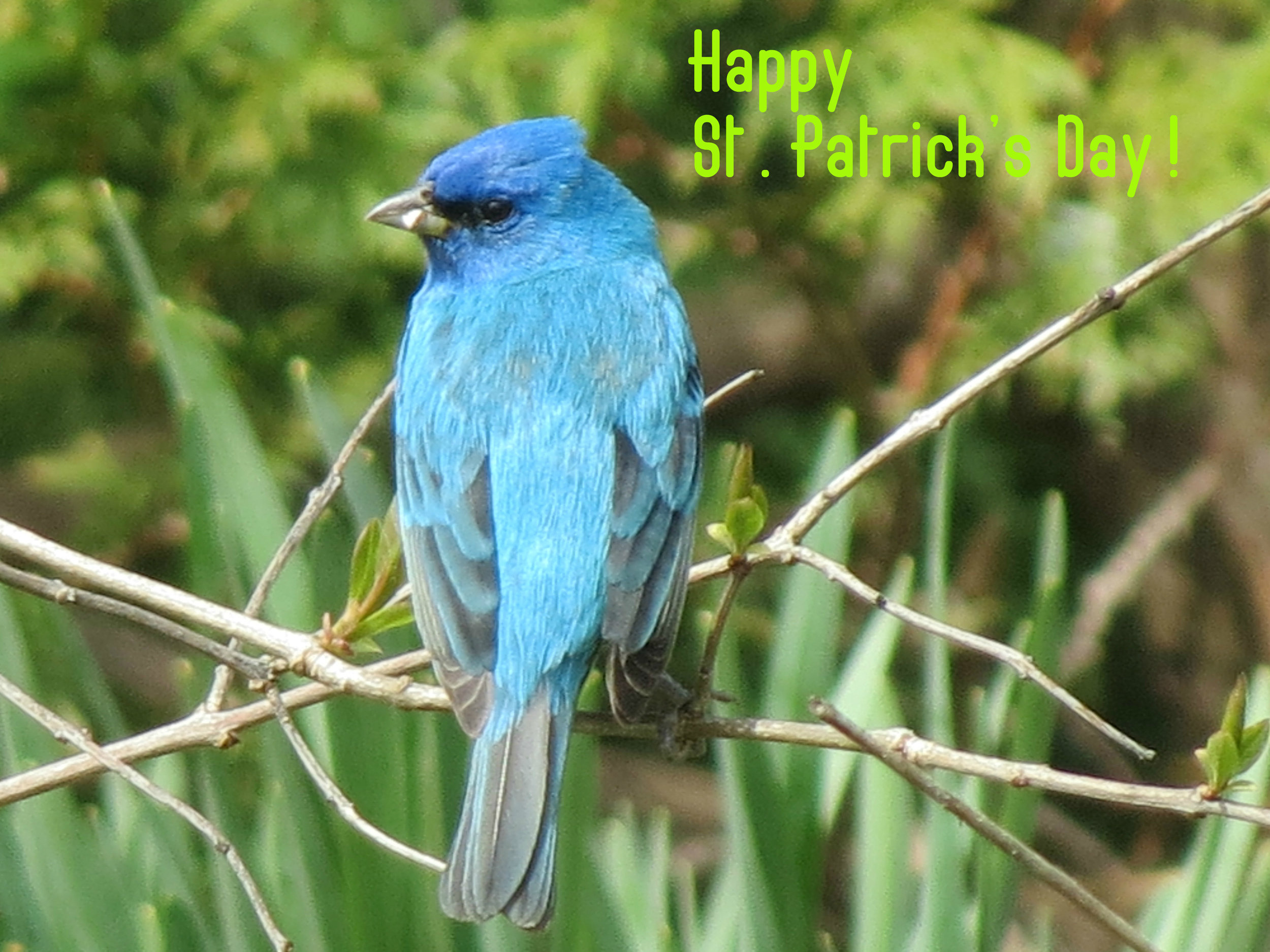 Beautiful Indigo Bunting