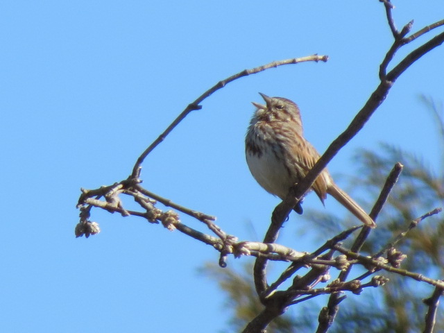 Song Sparrow belting out some great tunes ~ Happy April!