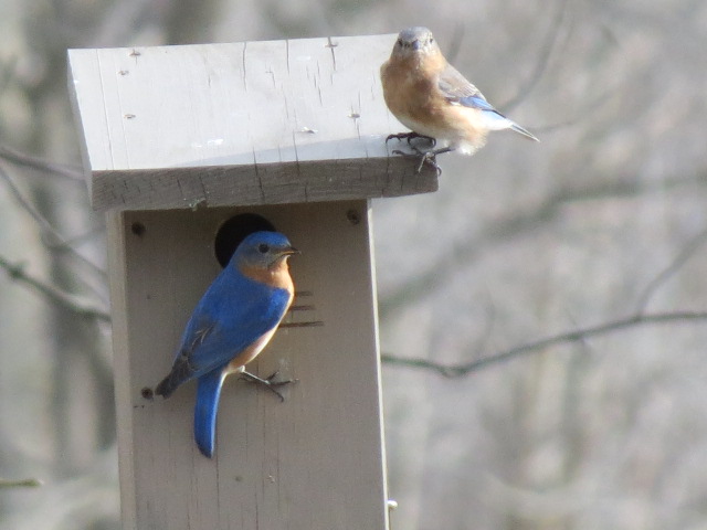 Lovely Eastern Bluebirds checking out a nesting site!