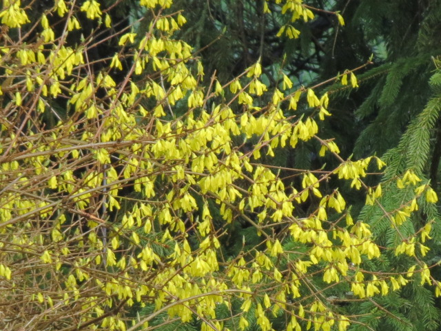 Forsythia is blooming....Time to apply the Corn Gluten!