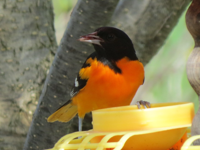 Baltimore Oriole from May 2016