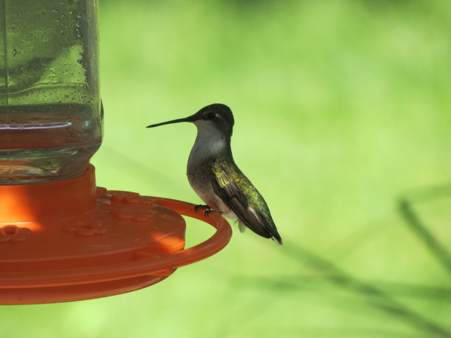 Ruby-throated Hummingbird from May 2016