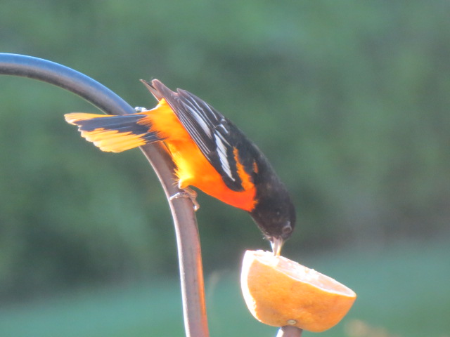 Male Baltimore Oriole enjoying an orange May 8 2017