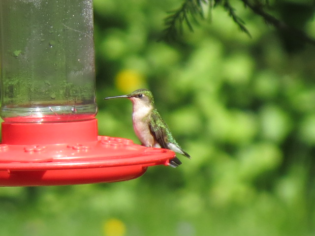 RUBY-THROATED HUMMINGBIRD