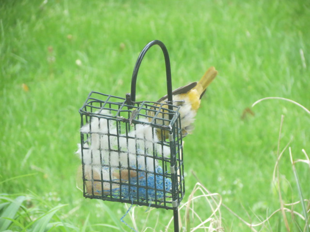 F Baltimore Oriole gathers for her nest
