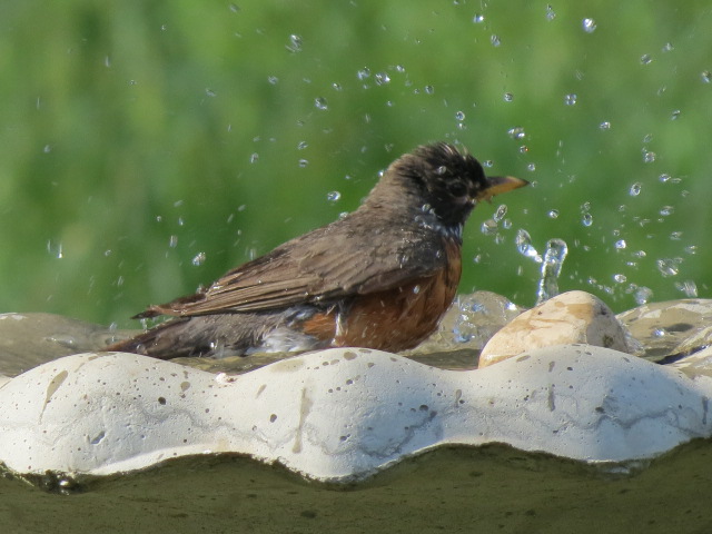 American Robin taking a splash shortly after fresh water added this morning!