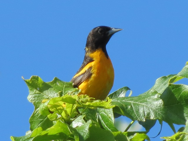 M Baltimore Oriole at the top of our tree
