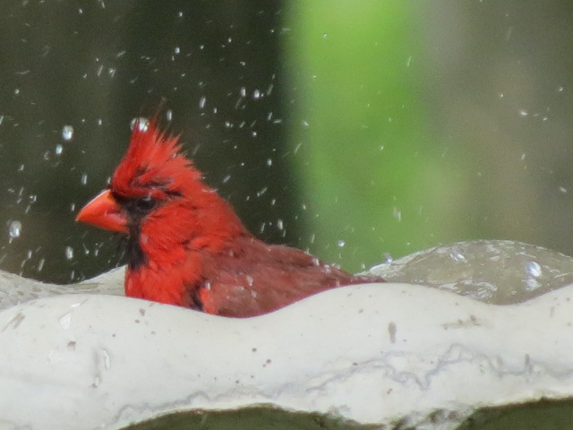Splashing in the bird bath - Northern Cardinal