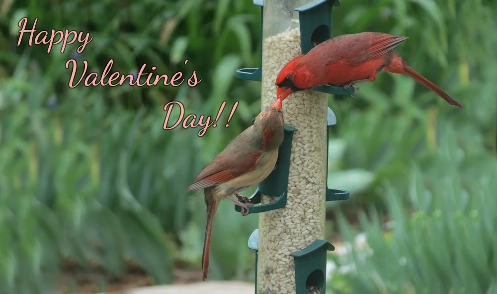 Picture+707 valentine's day.jpg