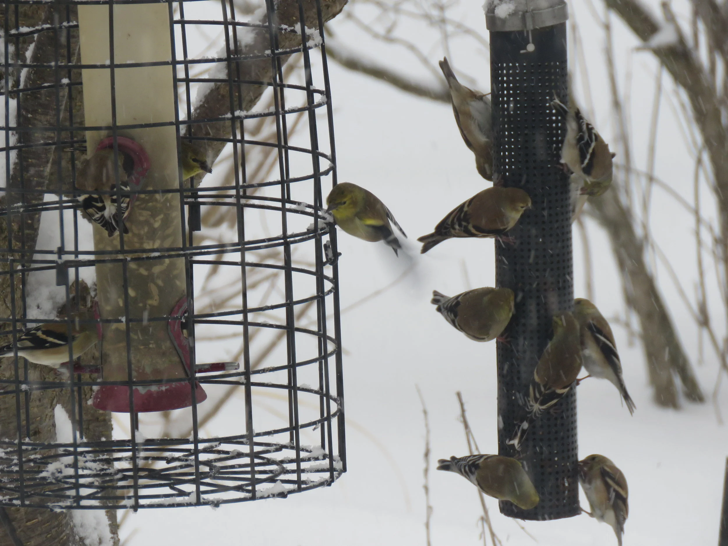 March Snow Busy Feeders Hyde Park Feed Country Store
