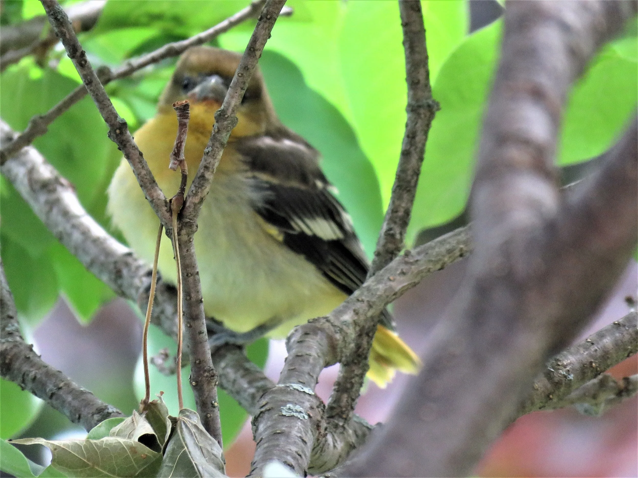 Newly Fledged Baltimore Orioles Closer To Feeders Hyde Park