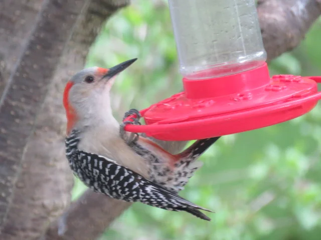 WOODPECKER....AT THE HUMMINGBIRD FEEDER??!! — Hyde Park Feed & Country