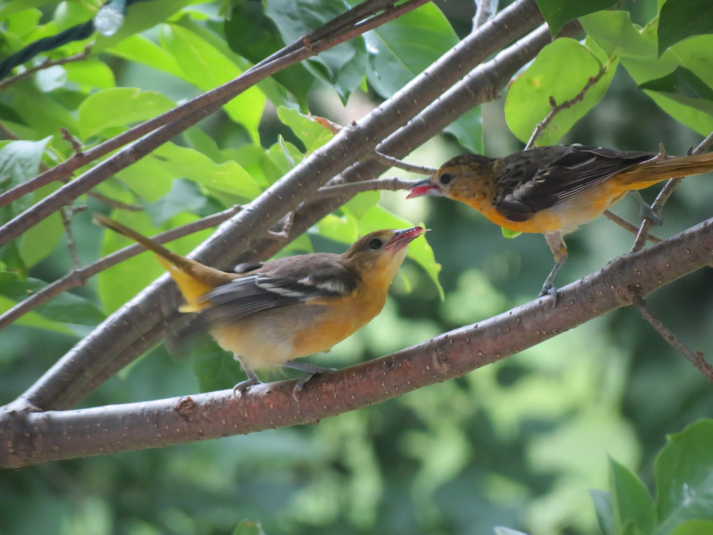 Photo from a previous year, taken on July 8th - it won’t be long until the Oriole families show up around your feeders if they have been nesting nearby!
