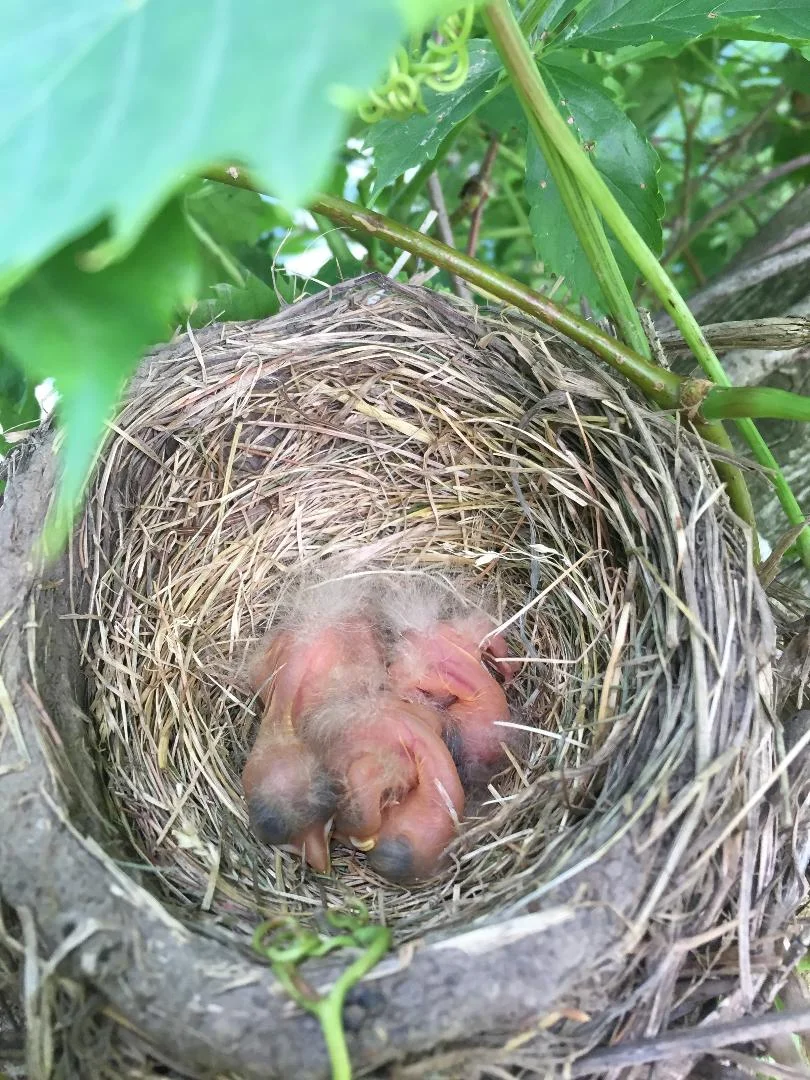 robin nest july 2019.jpg