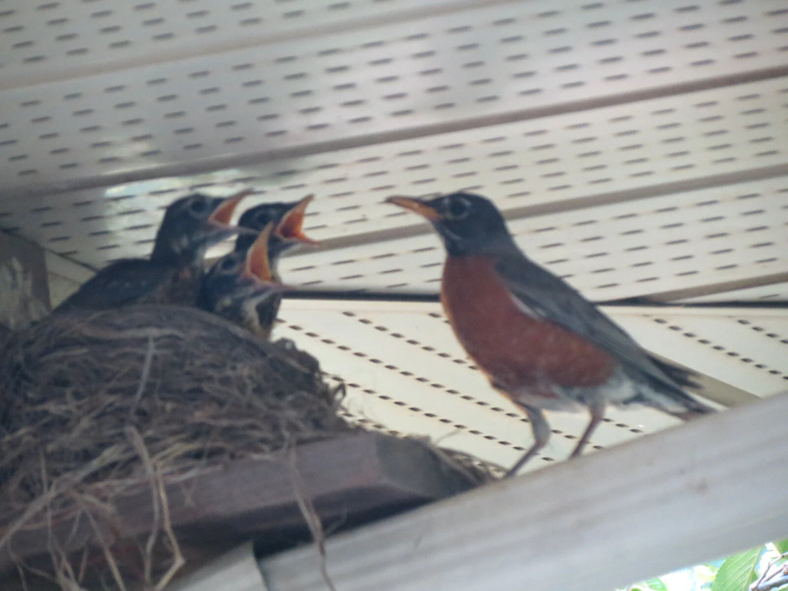 AMERICAN ROBIN NEST ROUND 2 — Hyde Park Feed & Country Store