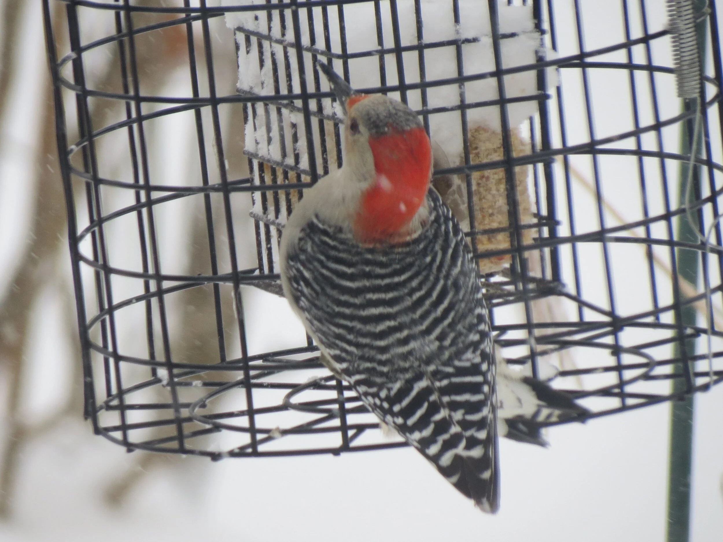 Red-bellied Woodpecker looking for some nourishment!