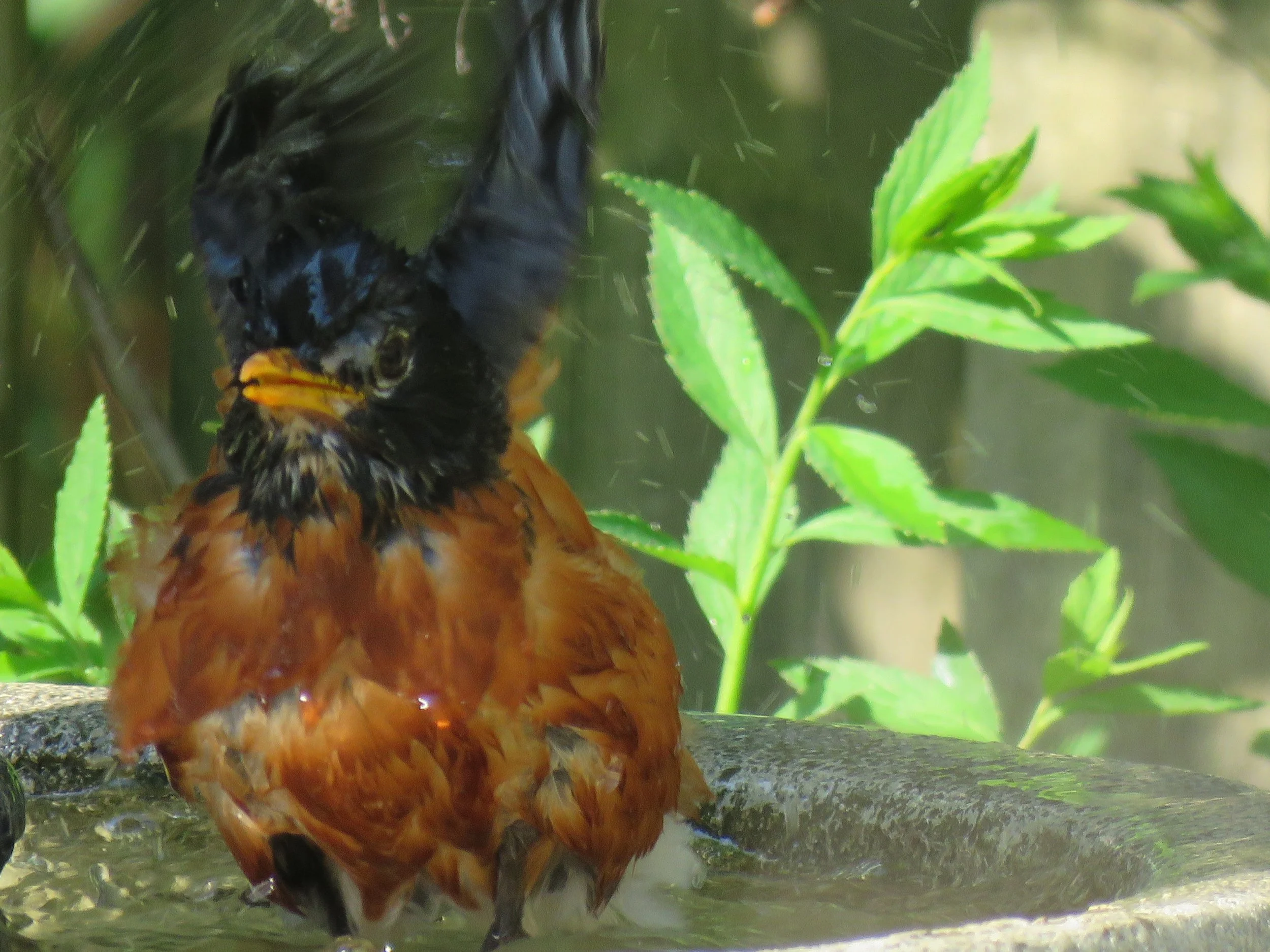 TAKE IT EASY...IF YOU CAN ~ THE HEAT & HUMIDITY HAVE RETURNED — Hyde ...