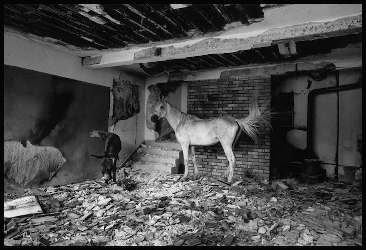 The Albanian quarter of Peja, destroyed by Serb military or paramilitary forces shortly after NATO commenced their bombing campaign. Kosovo. Gilles and I saw this horse and donkey over several weeks as we crisscrossed the area. The first time we saw them was a moment after I had asked Gilles why every Magnum photographer had a photograph of a white horse in a distressed environment in their portfolio. Gilles did not photograph this horse. 