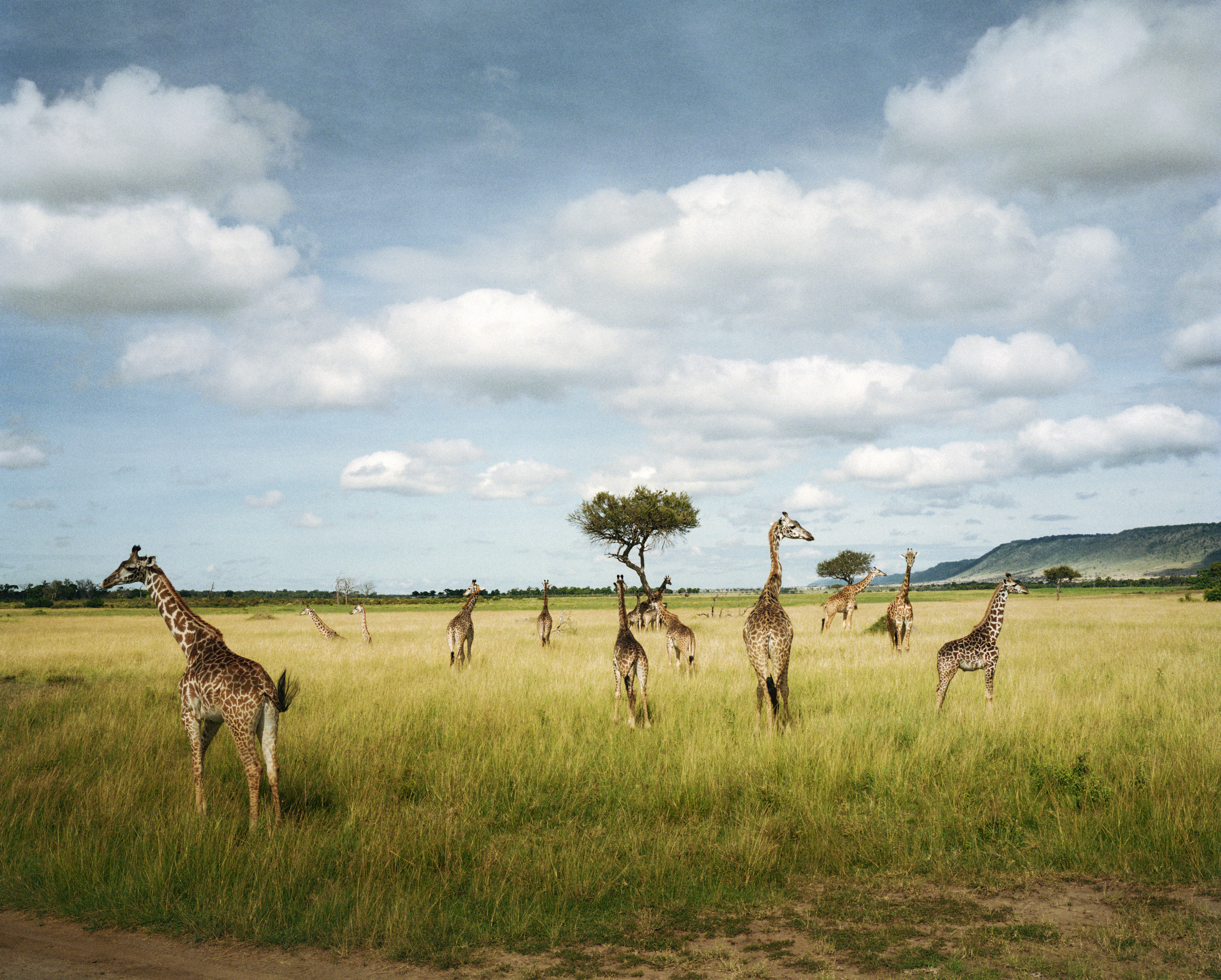 Giraffes in the Masai Mara game reserve.
A study funded by the World Wildlife Fund for Nature (WWF) between 1989 and 2003 monitored hoofed species in the Mara on a monthly basis, and found that losses were as high as 95 percent for giraffes, 80 percent for warthogs, 76 percent for hartebeest, and 67 percent for impala. The study blames the loss of animals on increased human settlement in and around the reserve. The study provides the most detailed evidence to date on the declines in the ungulate (hoofed animals) populations in the Mara and how this phenomenon is linked to the rapid expansion of human populations near the boundaries of the reserve.
