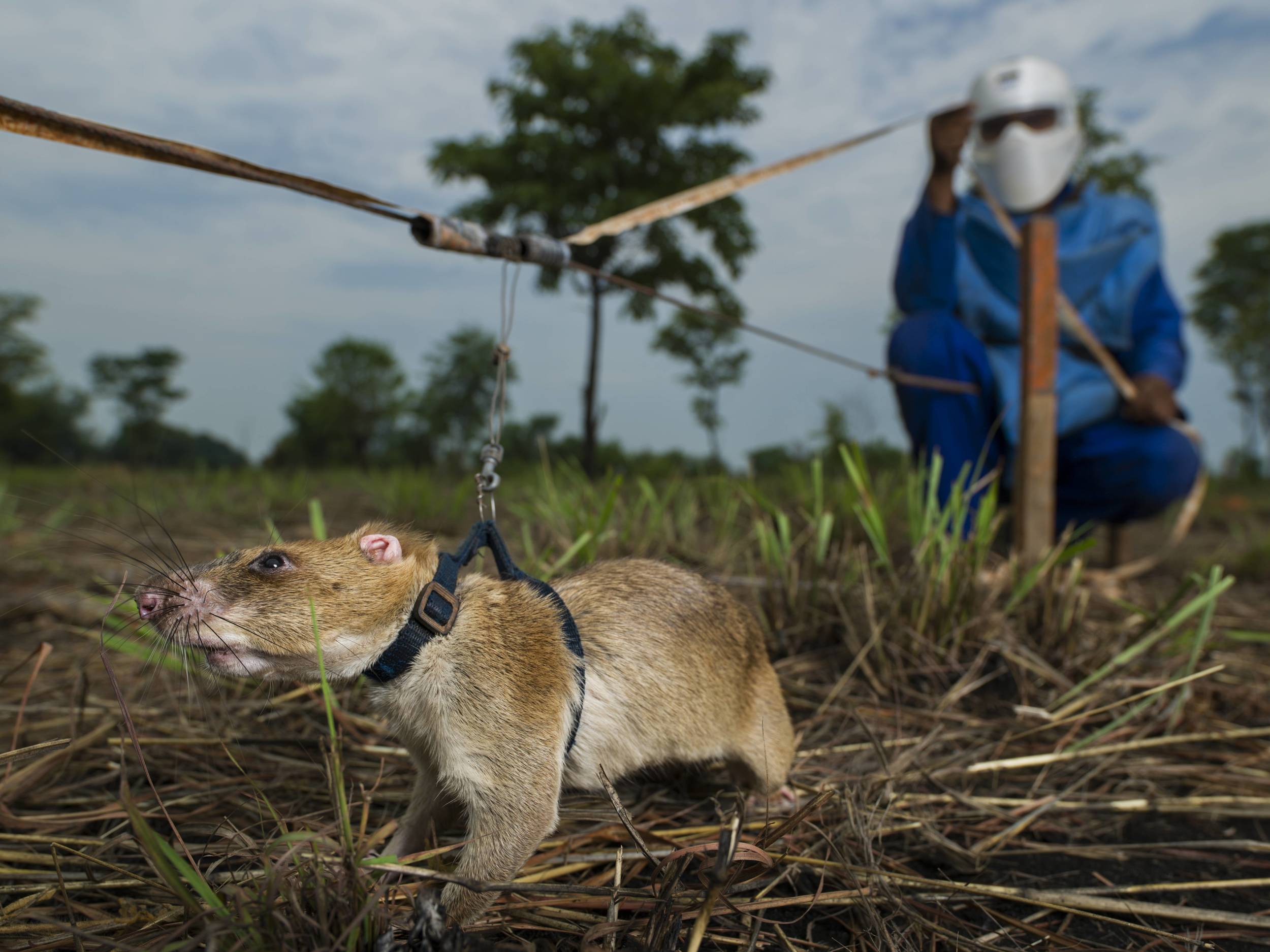  GONDOLA DISTRICT, MOZAMBIQUE: African pouch rats, with their acute sense of smell, are trained by Anti-Personnel Landmines Detection Product Development (APOPO) to sniff out landmines, which are subsequently detonated on the spot by deminers. Using rats significantly speeds up the process of clearing landmines. Brent Stirton/Getty Images/ICRC